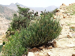 afrika5761a.jpg