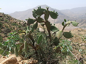 afrika5754.jpg