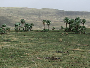 afrika3885.jpg