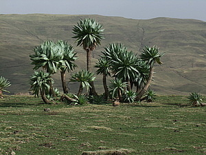 afrika3886.jpg