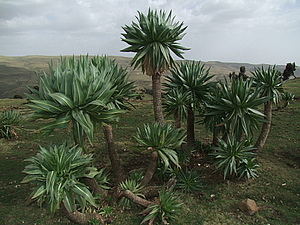 afrika3890.jpg