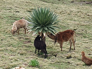 afrika4082a.jpg