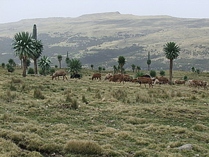 afrika4092.jpg