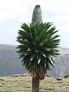 afrika4184.jpg