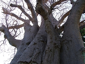 afrika5418a.jpg