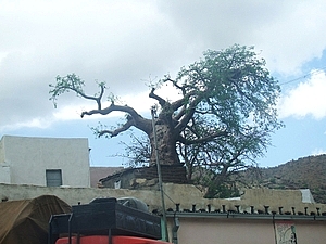 afrika5474a.jpg