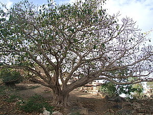 afrika6034.jpg
