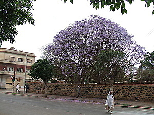 afrika5505_390_afrika5611.jpg