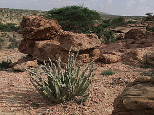 afrika1717.jpg