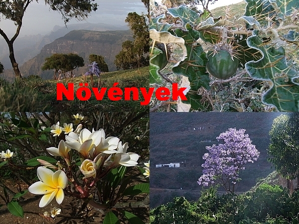 huszonnegyedik rsz