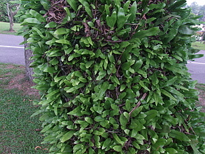 0684_afr0680.jpg