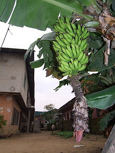 0697_afr0697.jpg