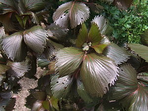 0727_afr0727.jpg