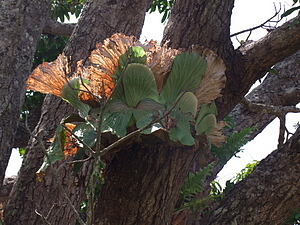 1279_afr1228.jpg