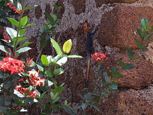 1285_afr1234.jpg
