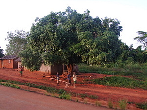 1388_afr1388.jpg