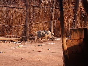 1471_afr1471.jpg