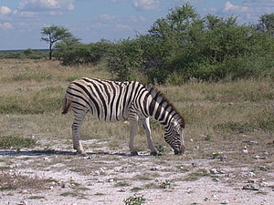 DSCF5550.JPG