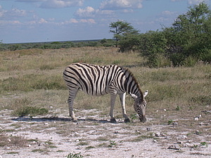 DSCF5551.JPG