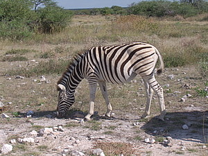 DSCF5553.JPG