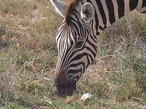 DSCF5607.JPG