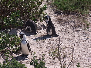 DSCF7877.JPG