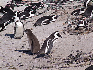 DSCF7913.JPG