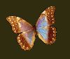bug003.gif