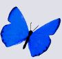 bug028.gif