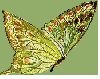 bug032.gif