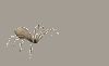 bug064.gif