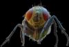 bug079.png