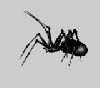 bug081.gif