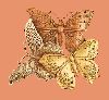bug085.gif