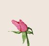 virag044.gif