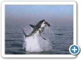 Shark vs. seal - Hmmmm, who would win???