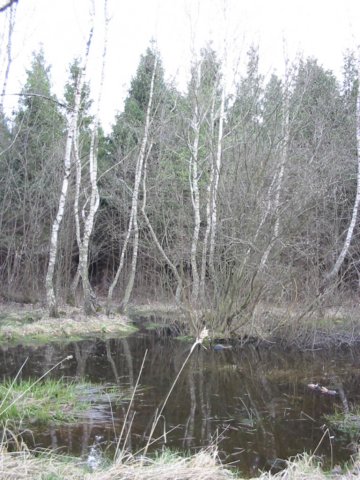 photo36.jpg