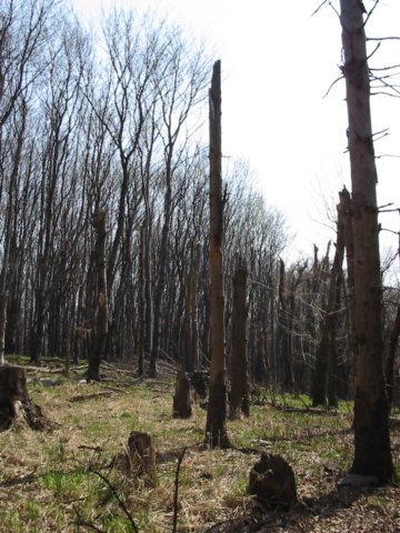 photo45.jpg