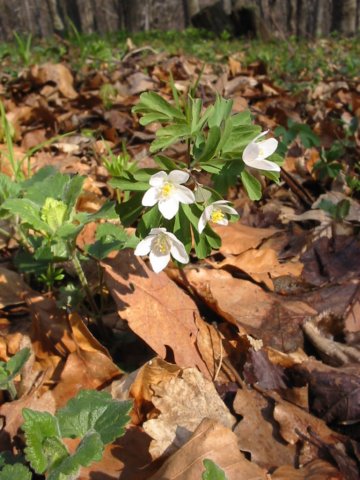 photo74.jpg