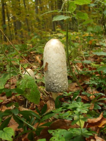 photo33.jpg