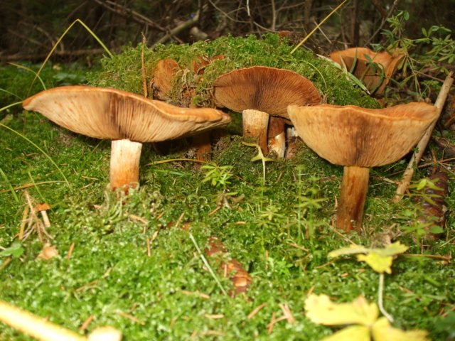 photo10.jpg