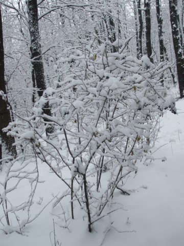 photo26.jpg