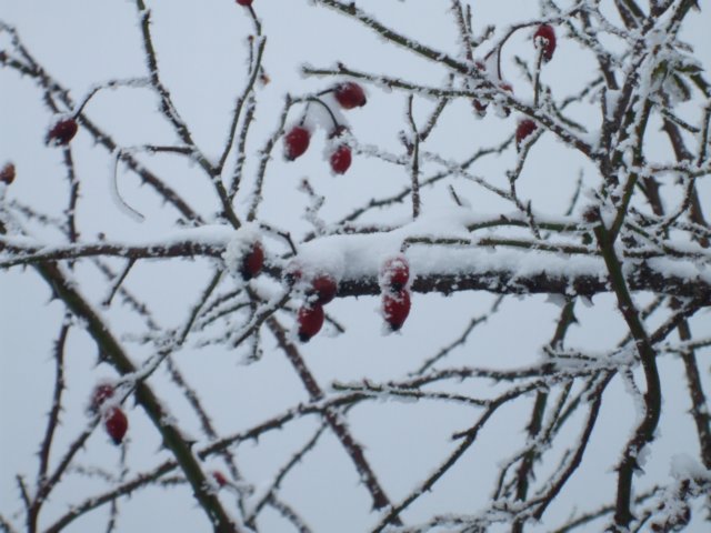 photo29.jpg