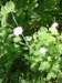 photo19_small.jpg