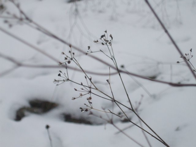 photo36.jpg