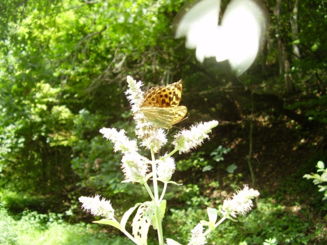 photo118.jpg