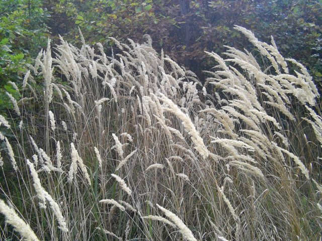 photo62.jpg