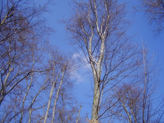 photo243.jpg