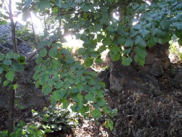 photo291.jpg