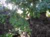 photo291_small.jpg